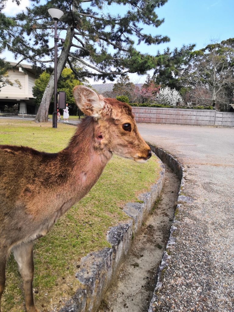 Biche à Nara