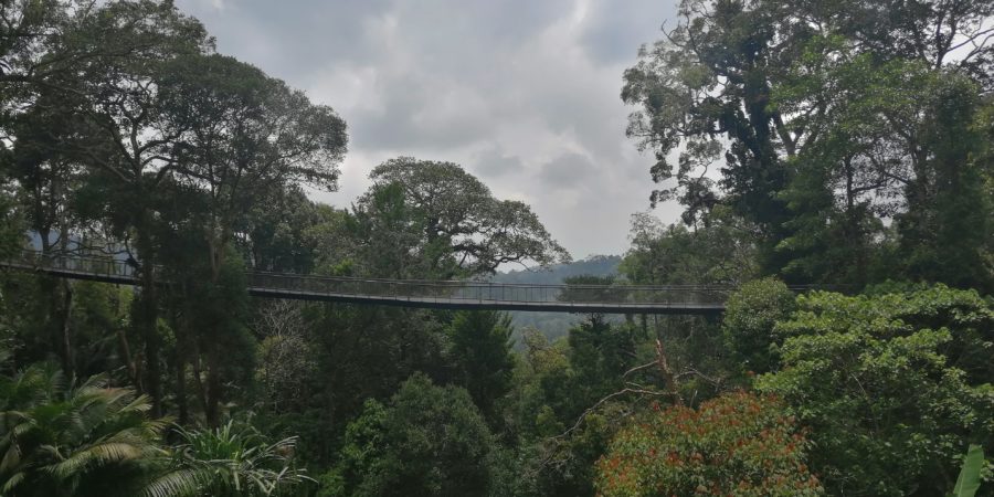 Penang Hill - The habitat