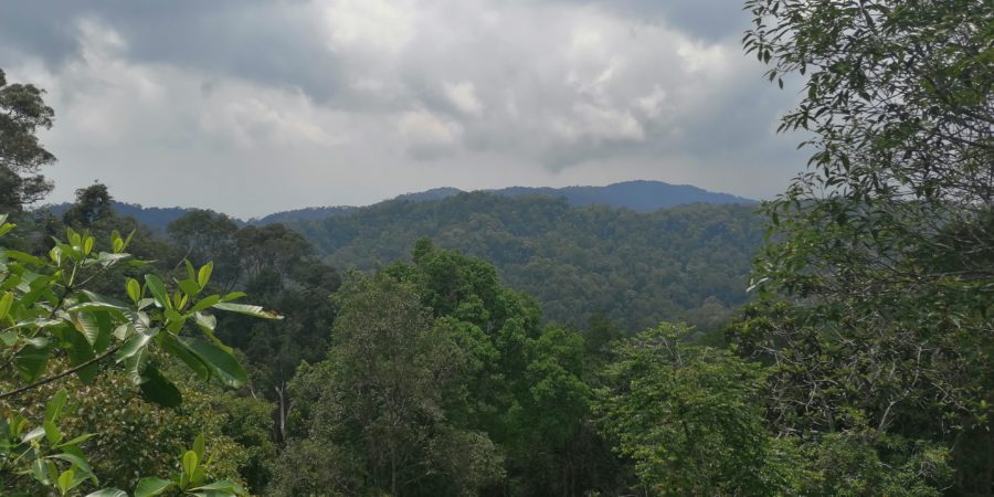Jungle en Malaisie